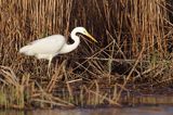 czapla biała, Casmerodius albus, Ardea alba, Egretta alba