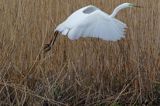 czapla biała, Casmerodius albus, Ardea alba, Egretta alba