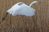 czapla biała, Casmerodius albus, Ardea alba, Egretta alba