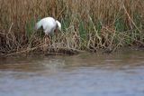 czapla biała, Casmerodius albus, Ardea alba, Egretta alba