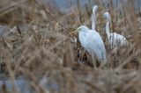 czapla biała, Casmerodius albus, Ardea alba, Egretta alba