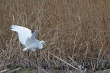 czapla biała, Casmerodius albus, Ardea alba, Egretta alba