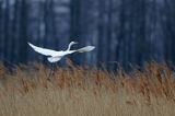 czapla biała, Casmerodius albus, Ardea alba, Egretta alba