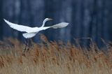 czapla biała, Casmerodius albus, Ardea alba, Egretta alba