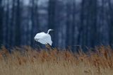 czapla biała, Casmerodius albus, Ardea alba, Egretta alba