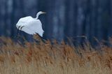 czapla biała, Casmerodius albus, Ardea alba, Egretta alba