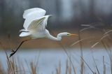 czapla biała, Casmerodius albus, Ardea alba, Egretta alba