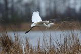 czapla biała, Casmerodius albus, Ardea alba, Egretta alba