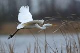 czapla biała, Casmerodius albus, Ardea alba, Egretta alba