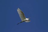 Czapla biała, Casmerodius albus, Ardea alba, Egretta alba, w locie