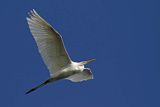 Czapla biała, Casmerodius albus, Ardea alba, Egretta alba, w locie