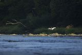 Czapla biała, Casmerodius albus, Ardea alba, Egretta alba, nad Sanem, Bieszczady