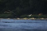 Czapla biała, Casmerodius albus, Ardea alba, Egretta alba, nad Sanem, Bieszczady