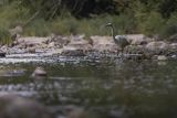 Czapla biała, Casmerodius albus, Ardea alba, Egretta alba, nad Sanem, Bieszczady