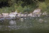 Czapla biała, Casmerodius albus, Ardea alba, Egretta alba, nad Sanem, Bieszczady