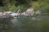 Czapla biała, Casmerodius albus, Ardea alba, Egretta alba, nad Sanem, Bieszczady