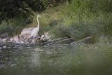 Czapla biała, Casmerodius albus, Ardea alba, Egretta alba, nad Sanem, Bieszczady