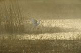 czapla biała, Casmerodius albus, Ardea alba, Egretta alba