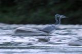 Czapla siwa, Ardea cinerea, impresja 