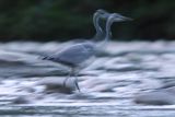 Czapla siwa, Ardea cinerea, impresja