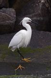 Czapla nadobna, Egretta garzetta