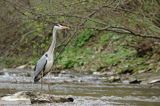 czapla siwa Ardea cinerea