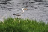 czapla siwa, Ardea cinerea, rzeka San, Pogórze Dynowskie