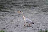 czapla siwa, Ardea cinerea, rzeka San, Pogórze Dynowskie