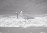 czapla siwa, Ardea cinerea, rzeka San, Pogórze Dynowskie