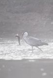 czapla siwa, Ardea cinerea, rzeka San, Pogórze Dynowskie