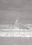 czapla siwa, Ardea cinerea, rzeka San, Pogórze Dynowskie