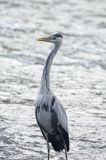 czapla siwa, Ardea cinerea, rzeka San, Pogórze Dynowskie