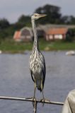 czapla siwa Ardea cinerea port Sandhamn, południowo-wschodni kraniec Szwecji, Blekinge