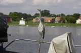 czapla siwa Ardea cinerea port Sandhamn, południowo-wschodni kraniec Szwecji, Blekinge