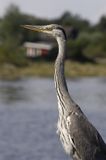 czapla siwa Ardea cinerea port Sandhamn, południowo-wschodni kraniec Szwecji, Blekinge