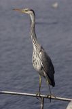 czapla siwa Ardea cinerea port Sandhamn, południowo-wschodni kraniec Szwecji, Blekinge