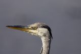 czapla siwa Ardea cinerea port Sandhamn, południowo-wschodni kraniec Szwecji, Blekinge