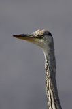 czapla siwa Ardea cinerea port Sandhamn, południowo-wschodni kraniec Szwecji, Blekinge