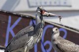 czapla siwa Ardea cinerea port Sandhamn, południowo-wschodni kraniec Szwecji, Blekinge