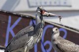 czapla siwa Ardea cinerea port Sandhamn, południowo-wschodni kraniec Szwecji, Blekinge