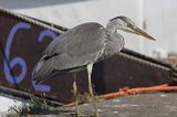 czapla siwa Ardea cinerea port Sandhamn, południowo-wschodni kraniec Szwecji, Blekinge