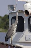 czapla siwa Ardea cinerea port Sandhamn, południowo-wschodni kraniec Szwecji, Blekinge