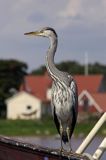 czapla siwa Ardea cinerea port Sandhamn, południowo-wschodni kraniec Szwecji, Blekinge