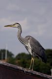 czapla siwa Ardea cinerea port Sandhamn, południowo-wschodni kraniec Szwecji, Blekinge