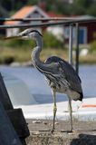 czapla siwa Ardea cinerea port Sandhamn, południowo-wschodni kraniec Szwecji, Blekinge