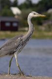 czapla siwa Ardea cinerea port Sandhamn, południowo-wschodni kraniec Szwecji, Blekinge