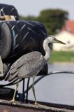 czapla siwa Ardea cinerea port Sandhamn, południowo-wschodni kraniec Szwecji, Blekinge