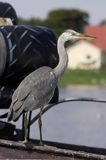 czapla siwa Ardea cinerea port Sandhamn, południowo-wschodni kraniec Szwecji, Blekinge