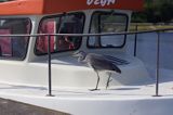 czapla siwa Ardea cinerea port Sandhamn, południowo-wschodni kraniec Szwecji, Blekinge