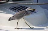 czapla siwa Ardea cinerea port Sandhamn, południowo-wschodni kraniec Szwecji, Blekinge